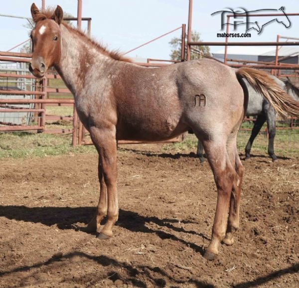 Rainy Blu Hancock's 2018 Red Roan Colt